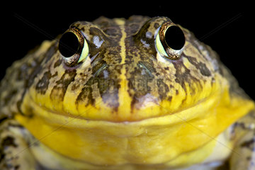 Portrait of Edible bullfrog (Pyxicephalus edulis)