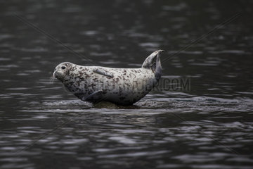 Larga seal in water - Kamchatka Russia