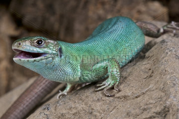 Western green lizard (Lacerta bilineata)  female  France