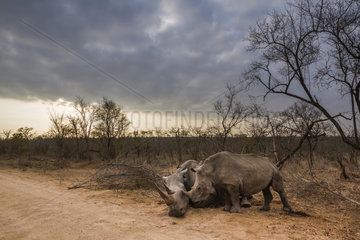 Southern white rhinoceros (Ceratotherium simum simum) Female dying and young  Kruger National Park  South Africa