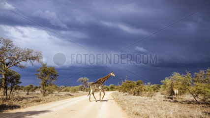 Giraffe (Giraffa camelopardalis) crossing a track  Kruger National Park  South Africa