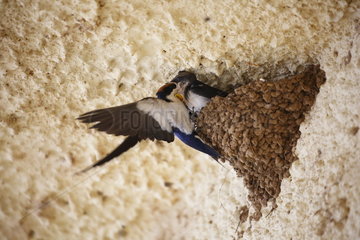 Wire-tailed swallow (Hirundo smithii) feeding its fledgling  Samburu  Kenya