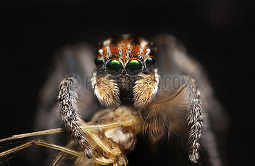 Peacock Jumping Spider feeding on a mosquito - Australia
