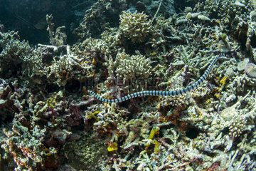 Banded Sea Krait above the bottom - Cebu Philippines