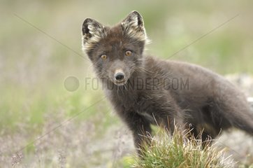 Arctic fox in the tundra - Greenland