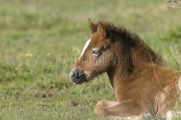 Wild Horse of Camargue (Equus caballus) foal lying