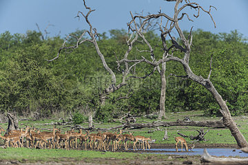 Impala (Aepyceros melampus)  herd at waterhole  Kruger  South Africa