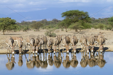 Donkeys drinking on bank - Lake Magadi Kenya