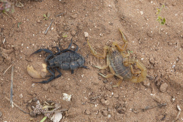 Scorpions (Hottentotta franzwerneri) et (Buthus lienhardi) ? 2 species sharing the same biotope  Morocco