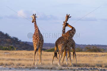 Reticulated giraffe males fighting - Samburu Kenya