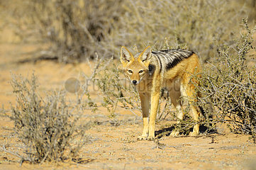 Black-backed jackal (Canis mesomelas)  in search of food in the Kalahari Desert  Kgalagadi  South Africa
