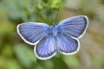 Silver-studded Blue (Plebejus Argus) male  Northern Vosges Regional Nature Park  France