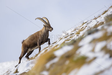 Alpine Ibex (Capra ibex)  Male  Gran Paradiso National Park  Alps  Italy  Europe