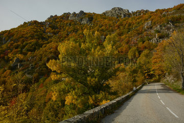 Autumn forest at the edge of a road  towards Montpezat  Ardeche  France