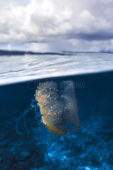 Jellyfish under the surface  Indian Ocean  Mayotte