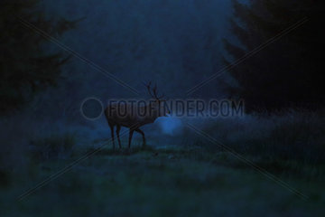 Deer elf (Cervus elaphus) bellowing in the moonlight  Ardenne  Belgium