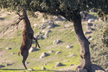 Red deer (Cervus elaphus) male eating foliage  Andujar Natural Park  Jaen  Spain