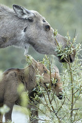 Alaskan Moose and young eating foliage - Denali Alaska