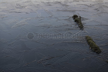 Frozen surface of a pond with formations of triangles and zig-zags due to a sudden sudden cold (-9 Â° C)  Vosges du Nord Regional Nature Park  France