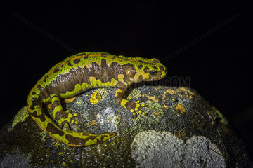 Marbled newt female on rock at night - Leon Spain