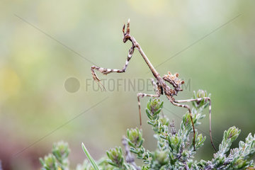 Conhehead Mantis on bush - Spain