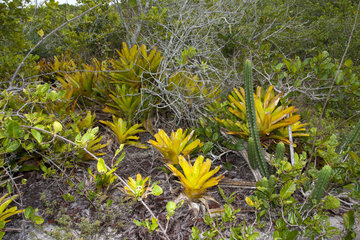 Vegetation Restinga - Bahia Brazil Monte Pascoal