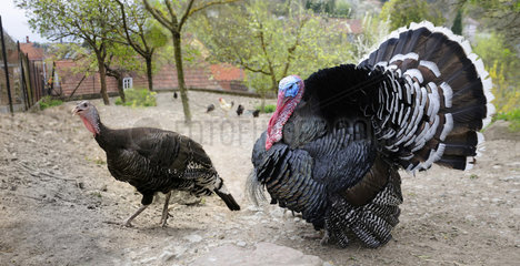 Bronze turkey male and female - France Alsace