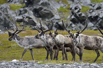 Reindeers in the tundra - Varanger Norway