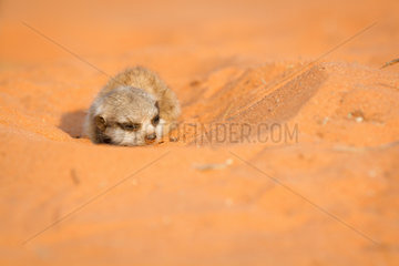 Sleepy young Meerkat - Kalahari South Africa