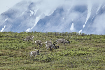 Reindeer grazing on the tundra - Alaska Denali