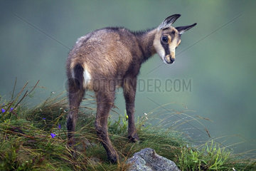 Chamois (Rupicapra rupicapra)  Young in summer  On a grassy slope of the massif of Honheck  Vosges  France