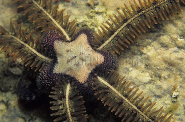 Common brittle-star - Mediterranean Sea