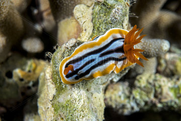Nudibranch Anna's Chromodoris on the reef - Cebu Philippines
