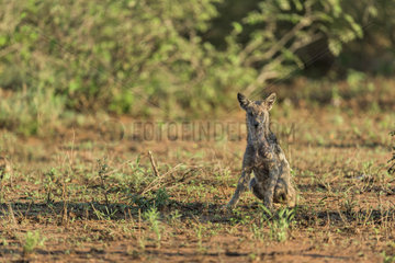 Side-striped jackal (Canis adustus) sitting in the savannah  Kruger  South Africa