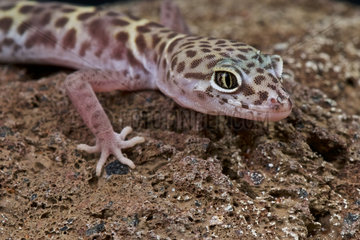 Western banded gecko (Coleonyx variegatus)  Arizona  USA