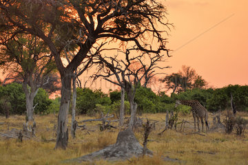 Giraffe in the savannah at dusk - Savuti Botswana