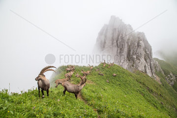 Group of alpine ibexes (Capra ibex) grouped for the summer  in the fog  Chablais mountains  Alps  France