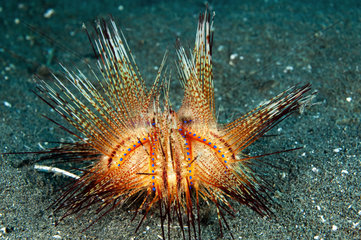 Blue-spotted urchin (Astropyga radiata) on bottom  Lembeh  North Sulawesi  Indonesia