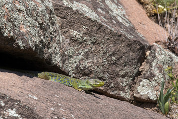 Ocellated lizard (Timon lepidus)  Sunbathing on a rock in spring  Plaine des Maures  near Vidauban  Var 83  France