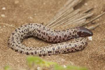 Checkerboard Worm Lizard (Trogonophis wiegmanni elegans)  Northwest Morocco