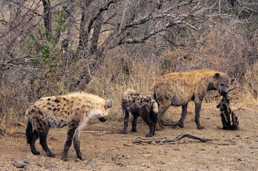 Spotted hyenas and young to their den - Kruger South Africa