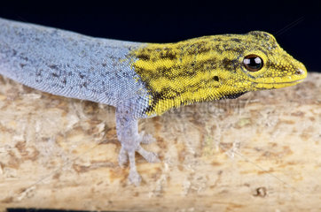 Dwarf yellow-headed gecko (Lygodactylus luteopicturatus)  Tanzania