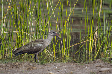 Hadada ibis (Bostrychia hagedash) on bank  Kruger National park  South Africa