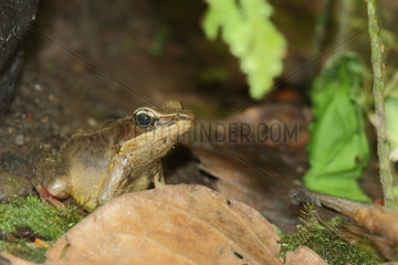 Warszewitsch's frog on ground - Costa Rica