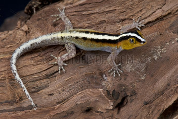 Striped dwarf gecko (Gonatodes vittatus)  Aruba  Dutch Antilles