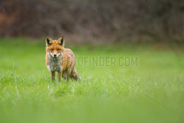 Red fox (Vulpes vulpes) in a field in april  under the flakes  Haute-Savoie  France