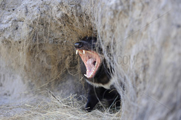 Tasmanian devil (Sarcophilus harrisii) yawning at his den entrance - Tasmania