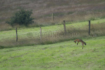 Red fox hunting in a meadow - Alsace France