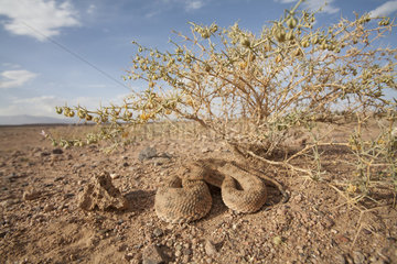 Desert Horned Viper (Cerastes cerastes) in its environment  Ouarzazate  Morocco