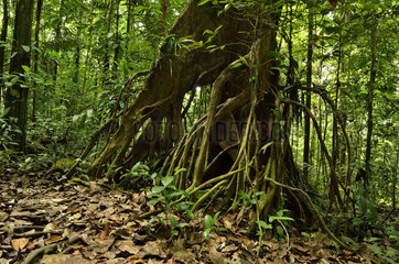 Stilt roots in the forest - Tresor Reserve French Guiana